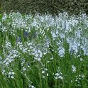 Veronica gentianoides